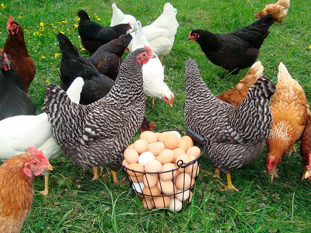Содержание кур и уход за ними | ЗооТом - продажа, вязка и услуги для животных в Озёрном
