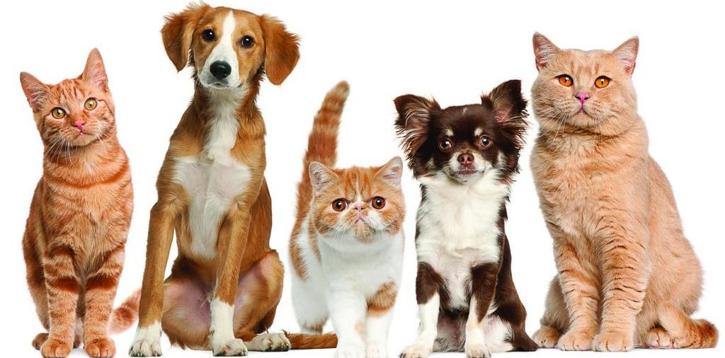 Доска объявлений о животных | ЗооТом - продажа, вязка и услуги для животных в Озёрном