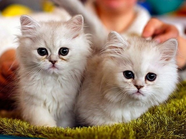 Породы кошек в Озёрном | ЗооТом портал о животных