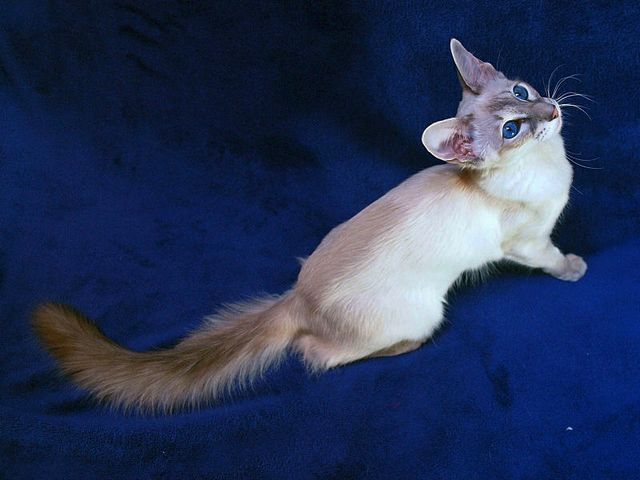 Выведенные породы кошек в Озёрном | ЗооТом портал о животных