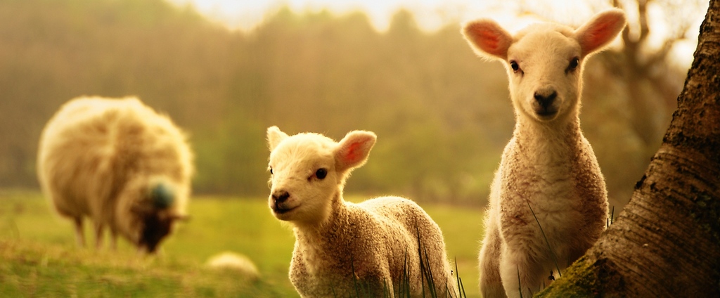 Объявления о сельскохозяйственных животных | ЗооТом - продажа, вязка и услуги для животных в Озёрном