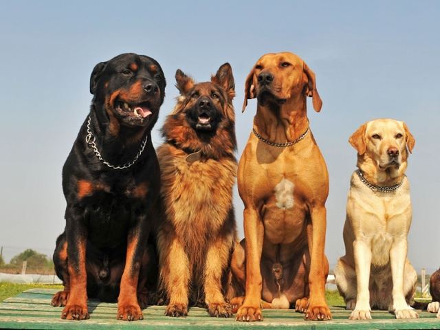Крупные породы собак в Озёрном | ЗооТом портал о животных