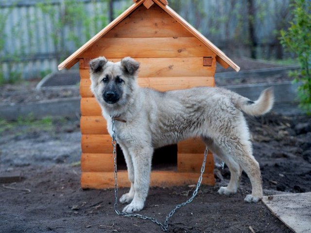 Все о собаках в Озёрном